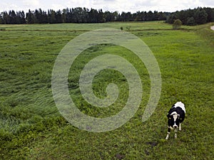 Tethered cow on the  pasture