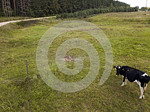 Tethered cow on the  pasture