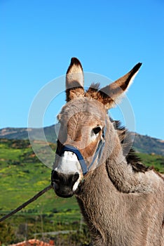 Tethered Donkey, Spain.