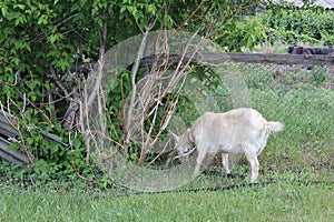 Tethered goat grazing in village 30706