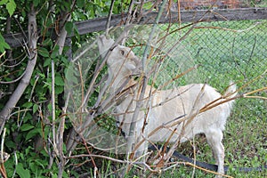 Tethered goat grazing in village 30711