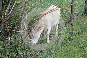 Tethered goat grazing in village 30716