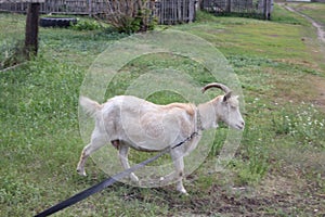 Tethered goat grazing in village 30721