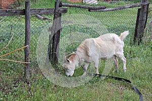 Tethered goat grazing in village 30726