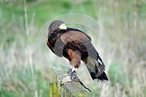 Tethered Harris\'s Hawk on wooden perch photo
