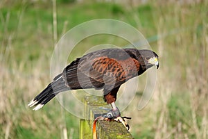 Tethered Harris\'s Hawk on wooden perch photo