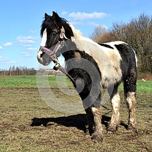 Tethered Muddy Black And White Horse