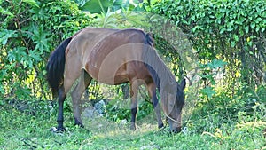 Tethered young brown domestic horse eats grass in tropical garden shadow