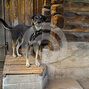 Tethrered dog near a kennel