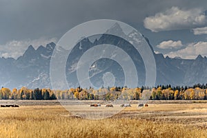 Teton mountains and horses autumn