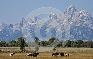 Tetons Rising over Jackson Hole