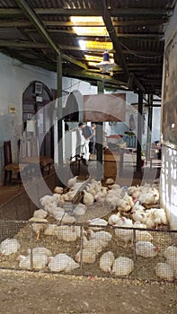 Tetouan sale of chickens-morocco