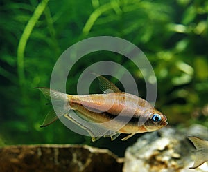 TETRA EMPEREUR nematobrycon palmeri