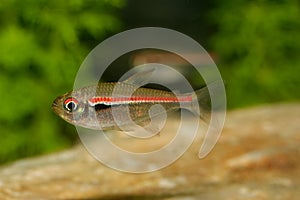 Tetra fish from the genus Hemigrammus