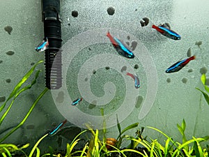 Tetra fish in planted aquarium