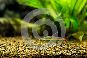 Tetra growlight Hemigrammus Erythrozonus in a fish tank