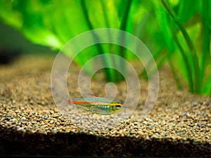 Tetra growlight Hemigrammus Erythrozonus in a fish tank