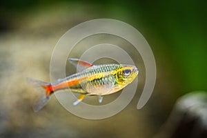 Tetra growlight Hemigrammus Erythrozonus in a fish tank with blurred background