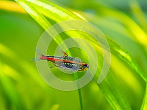 Tetra growlight Hemigrammus Erythrozonus isolated in a fish tank with blurred background