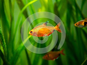 Tetra serpae Hyphessobrycon eques in a fish tank with blurred background