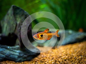Tetra serpae Hyphessobrycon eques in a fish tank with blurred background