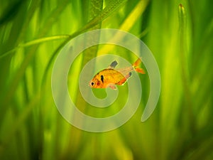 Tetra serpae Hyphessobrycon eques in a fish tank with blurred background