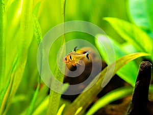 Tetra serpae Hyphessobrycon eques in a fish tank with blurred background