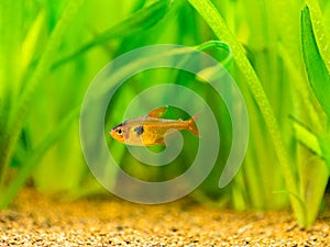 Tetra serpae Hyphessobrycon eques  in a fish tank with blurred background