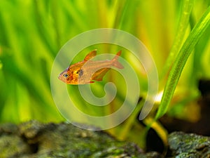 Tetra serpae Hyphessobrycon eques isolated in a fish tank with blurred background