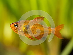 Tetra serpae Hyphessobrycon eques isolated in a fish tank with blurred background