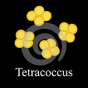 Tetraccoci structure. Bacteria tetracoccus. Infographics. Vector illustration on isolated background.