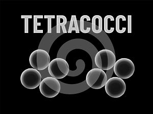 Tetracocci bacteria monochrome vector illustration on black background. Virus concept