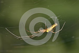 Tetragnatha extensa