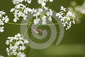 Tetragnatha extensa. Spider