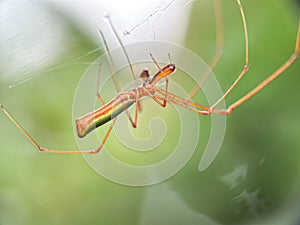 Tetragnatha extensa spider
