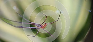 Tetragnatha extensa spider at the garden