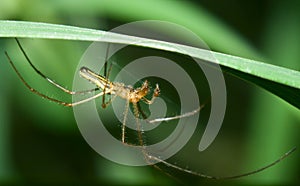 Tetragnatha sp.