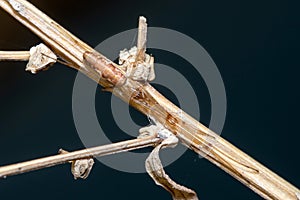 Tetragnatha sp spider posed on a twig waiting for preys
