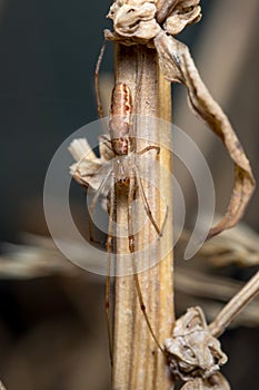 Tetragnatha sp spider posed on a twig waiting for preys