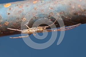 Tetragnatha sp spider waiting for preys on a metal fence