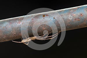 Tetragnatha sp spider waiting for preys on a metal fence