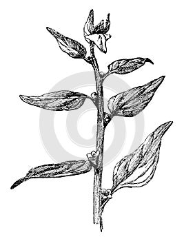Tetragonia, Expansa, spinach, New, Zealand vintage illustration photo