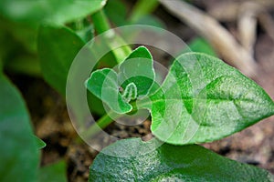 Tetragonia tetragonoides leaf in the vegetable garden photo