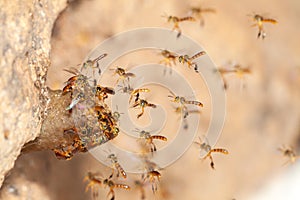 Tetragonisca angustula jatai bess on flight close - stingless bee