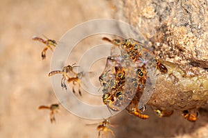 Tetragonisca angustula jatai bess on flight close - stingless bee