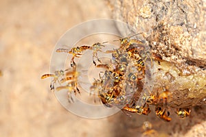 Tetragonisca angustula jatai bess on flight close - stingless bee