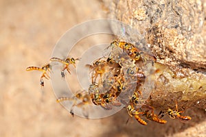 Tetragonisca angustula jatai bess on flight close - stingless bee