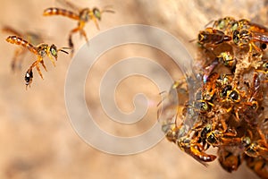 Tetragonisca angustula jatai bess on flight close - stingless bee