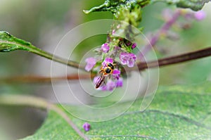 Tetragonisca angustula on the pink flower of Perilla frutescens var. acuta. collecting the pollen photo