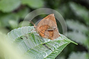 Tetragonus catamitus - Butterfly  moth